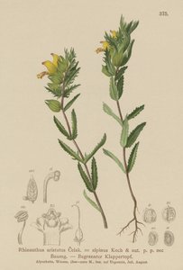Behaarter Klappertopf (Rhinanthus aristatus, Rhinanthus alpinus) von German School