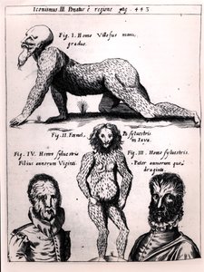 Haariger Mann und Wilder Mann, Illustration aus Physica Curiosa von Gaspar Schott (1608-66) von German School