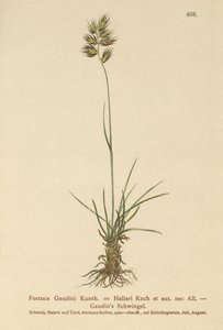 Hallers Schwingel (Festuca Gaudini, Festuca Hallerie) von German School