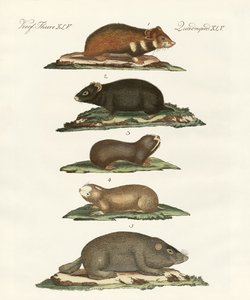 Hamster und Feldmäuse
