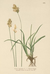Hasen-Segge (Carex leporina, Carex ovalis)