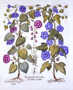 Glockenblume und Winde, aus Hortus Eystettensis, von Basil Besler, 1613 von German School