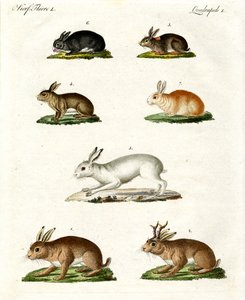 Hasen und Kaninchen von German School