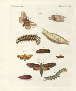 Schädliche Schmetterlinge
