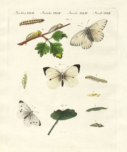 Schädliche Schmetterlinge von German School
