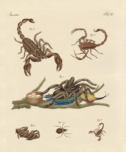 Schädliche Insekten aus heißen Ländern von German School