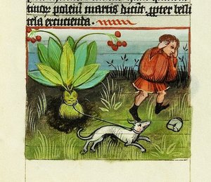 Ernte der Alraune, De Rerum Naturis - Rabanus Maurus, ca. 1425 (Gouache auf Pergament)
