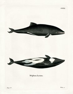 Haviside-Delfin