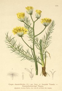 Greiskraut