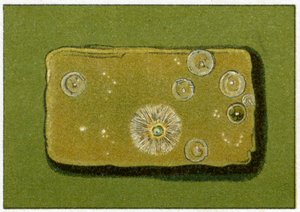Gesunde Bakterienwerte im Trinkwasser, ca. 1890 von German School