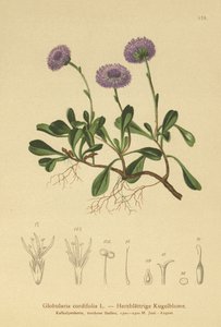 Herzblättrige Kugelblume von German School