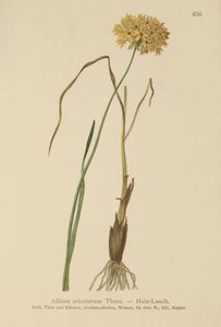 Heide-Lauch (Allium ericetorum, Allium ambiguum, Allium graminifolium)