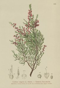 Besenheide