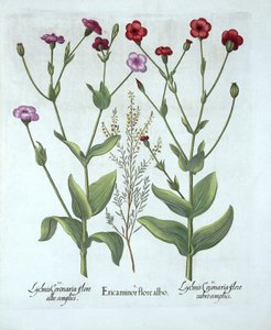 Heidekraut und zwei Arten von Lichtnelken, aus Hortus Eystettensis, von Basil Besler (1561-1629), veröffentlicht 1613