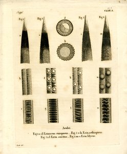 Igelstacheln von German School