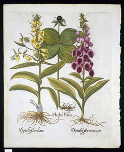 Einbeere (Solanum quadrifolium), Roter Fingerhut (Digitalis Purpurea) und Große Gelbe Fingerhut aus Hortus Eystettensis von Basil Besler (1561-1629), veröffentlicht 1613