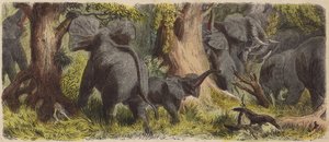 Elefantenherde im afrikanischen Dschungel von German School