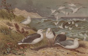 Silbermöwe und Mantelmöwe, Tafel aus Brehms Tierleben: Allgemeine Kunde des Tierreichs, Bd. 6, S. 108, veröffentlicht vom Bibliographischen Institut, 1892 von German School