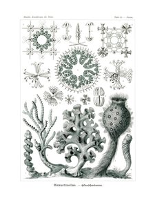 Hexactinellae von German School