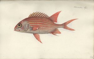 Holocentrus ascensionis, vor 1790 von German School