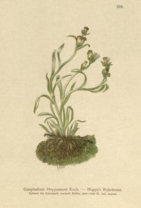 Hoppes Ruhrkraut (Gnaphalium hoppeanum, Omalotheca hoppeana) von German School
