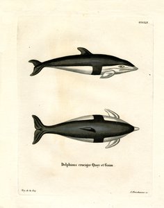 Stundenglasdelfin