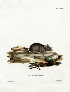 Hausmaus