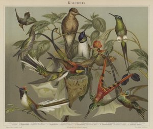 Kolibris von German School