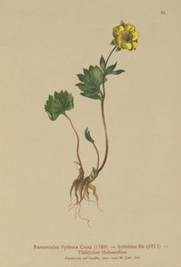 Hybrid-Hahnenfuß (Ranunculus Pythora, Ranunculus hybridus)