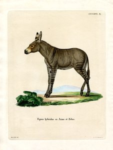 Hybrid-Zebra