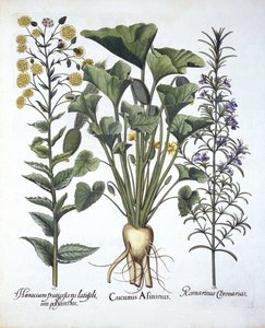 I. Spritzgurke, II. Schmalblättriges Habichtskraut, III. Rosmarin, aus Hortus Eystettensis, von Basil Besler (1561-1629), veröffentlicht 1613 von German School