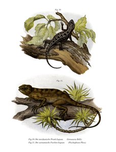 Leguan