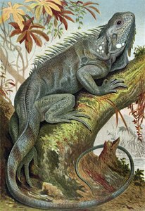 Leguan, Tafel aus Brehms Tierleben: Allgemeine Kunde des Tierreichs, Bd.7, S.88, veröffentlicht vom Bibliographischen Institut, 1892