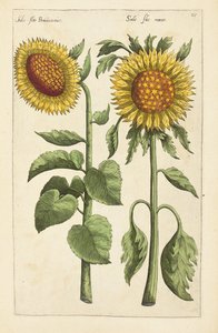 Illustration aus "Florilegium ... tractans de variis floribus et aliis indicis plantis as vivum delineatum in duabus partis et quatuor linguis concinnatum" von Emanuel Sweert, 1612-14 von German School