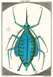 Illustration einer Blattlaus, Musement Microscopique, 1764 von German School