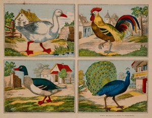 Illustration mit Ente, Gans, Pfau und Hahn, Neuruppiner Bilderbogen von German School