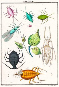 Illustration von verschiedenen Gartenschädlingen, Musement Microscopique, 1764 von German School