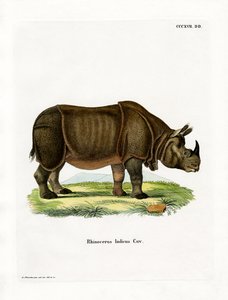 Indisches Nashorn von German School