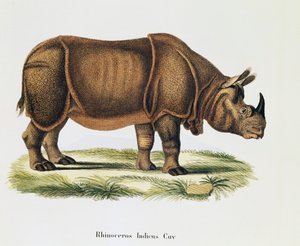 Indische Nashörner (Rhinoceros indicus), aus Säugetiere illustriert aus der Natur mit Beschreibungen, von Johann Christian Daniel von Schreber (1739-1810), Gravur und Zeichnung von A Fleischmann, Band 6-7, Tafel 317-D-D, Deutschland