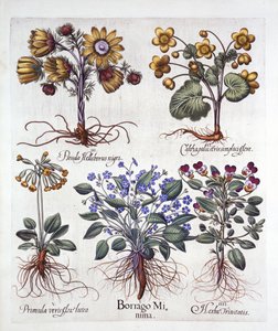 Ipheion Rolf Fiedler Frühlingssternblume, Sumpfdotterblume, Pseudo-Helleborus, Viola Tricolor und Schlüsselblume, aus Hortus Eystettensis, von Basil Besler, veröffentlicht 1613 von German School