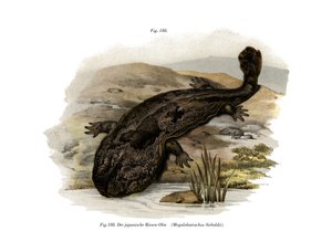 Japanischer Riesensalamander