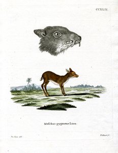 Java-Mausdeer