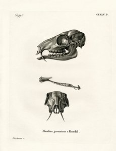 Java-Maus-Hirsch von German School