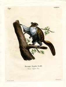 Javanisches Flughörnchen
