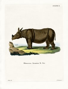 Javanisches Nashorn von German School