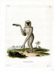Javanischer Silberner Gibbon