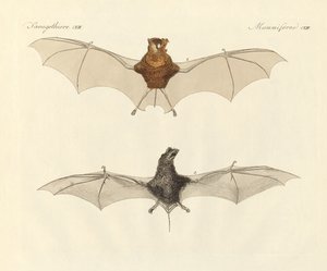Javanische Fledermäuse von German School