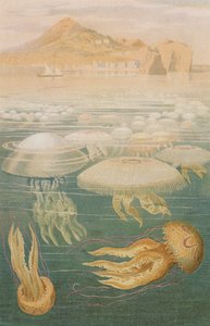 Qualle, Tafel aus Brehms Tierleben: Allgemeine Kunde des Tierreichs, Bd. 10, S. 568, veröffentlicht vom Bibliographischen Institut, 1893 von German School