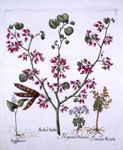 Judasbaum, Maiglöckchen, Mondkraut, Leberkraut, aus Hortus Eystettensis, von Basil Besler, 1613 von German School