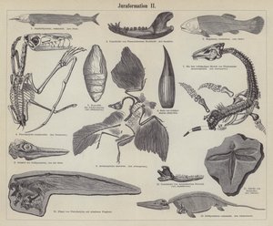 Jurassische Fossilien (Gravur) von German School
